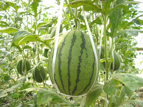 �H���t������